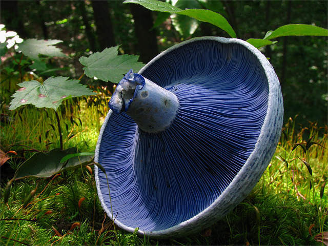 Abgeknickter blauer Pilz auf Waldboden - Fotograf: Dan Molter