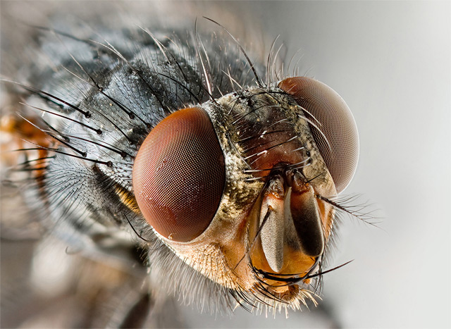 Portrait einer Fliege (Facettenaugen) - Fotograf: Own work (?)