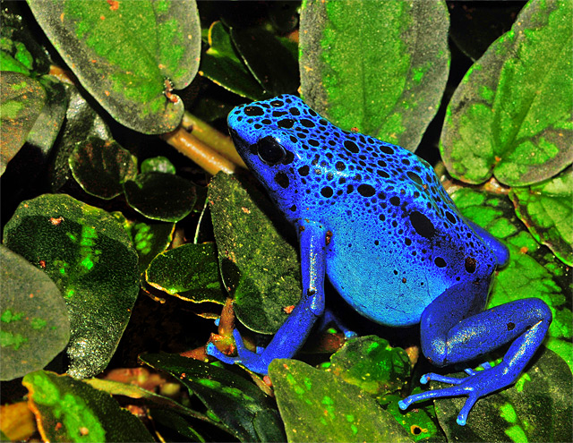 Giftiger blauer Frosch mit Flecken - Fotograf: Michael Gäbler