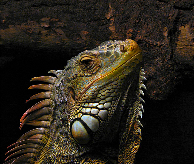 Grüner Leguan mit Schuppenhaut - Fotograf: Bjørn Christian Tørrissen