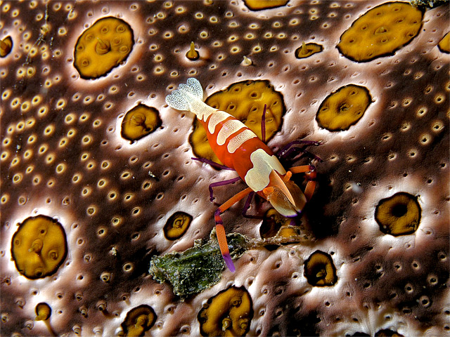 Orange Garnele auf gefleckter Seegurke - Fotograf: Nick Hobgood