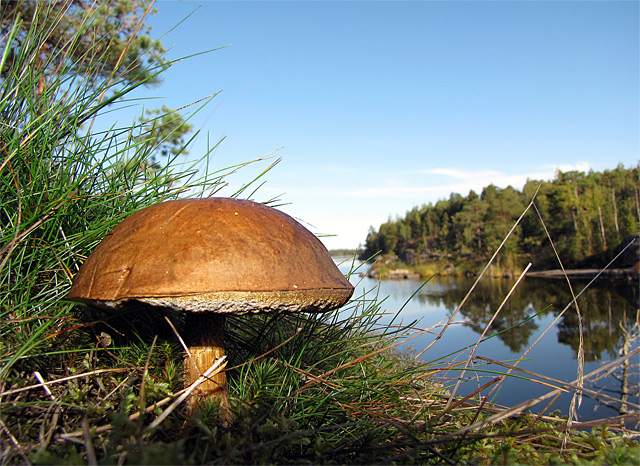 Pilz im Wald am See in Finnland - Fotograf: Petri Tap