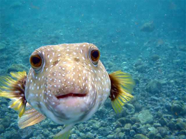 Tetraodon (Fisch) Augen schauen in die Kamera - Fotograf Mila Zinkova