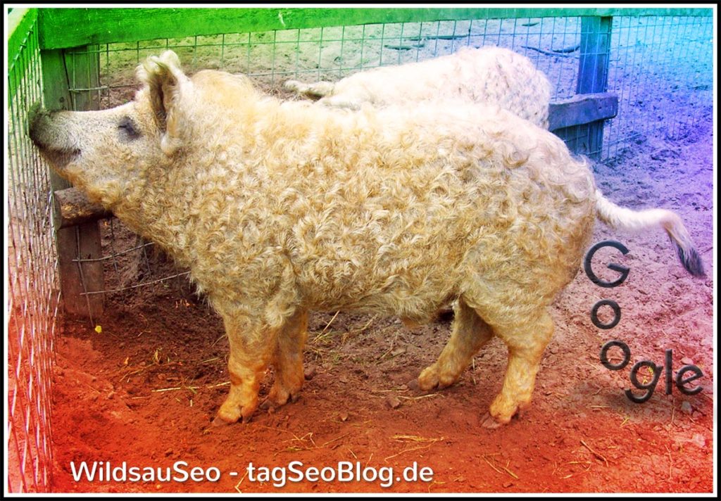 Wildsauseo (Foto einer harmlosen Woll-Wildsau)