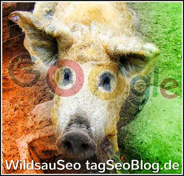 wildsauseo bild